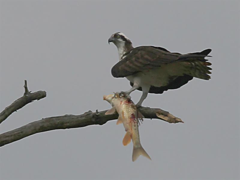 Carpe Carp - Seize the Carp