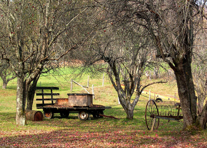 Forgotten in the orchard image