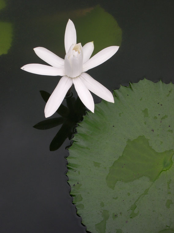 Peace Lily image