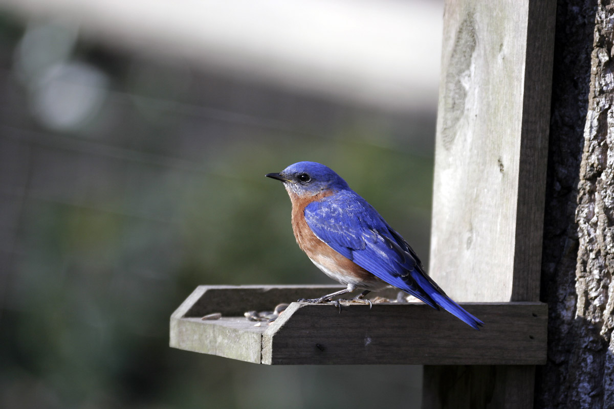 Eastern Bluebird image