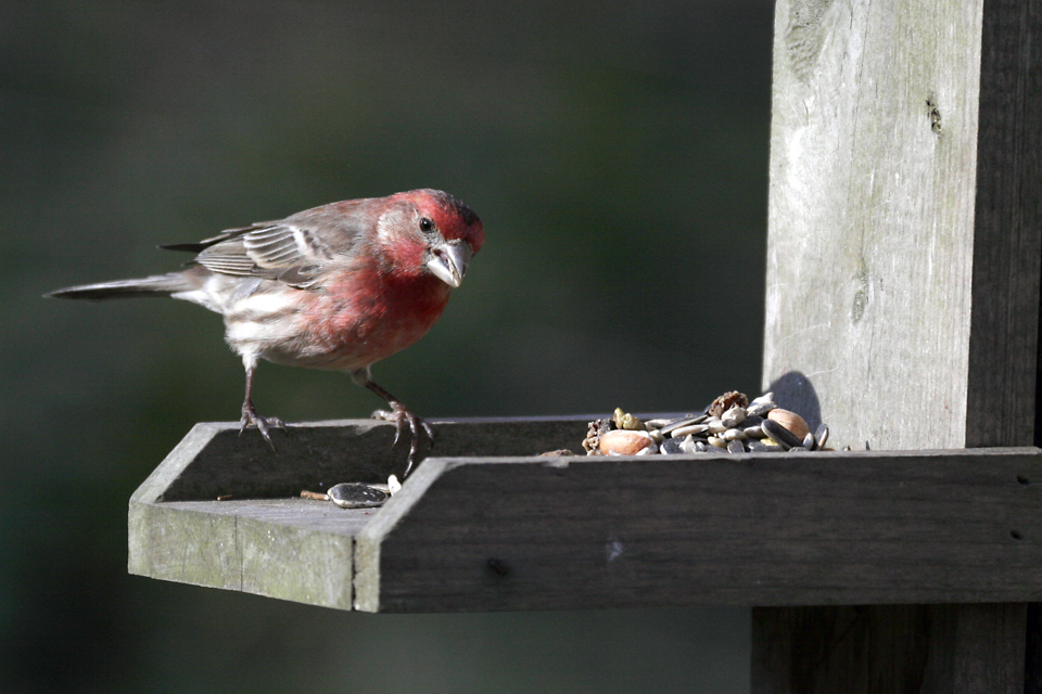 House Finch image