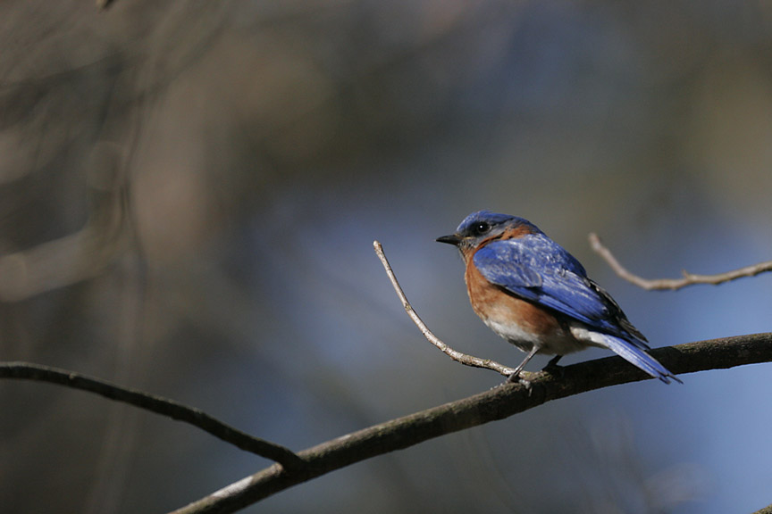 Eastern Bluebird II
