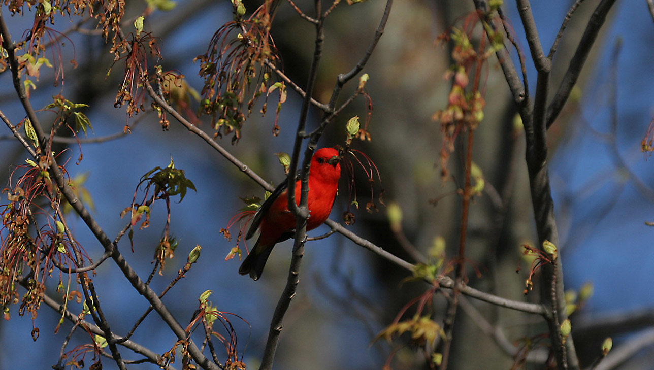 Scarlet Tanager image