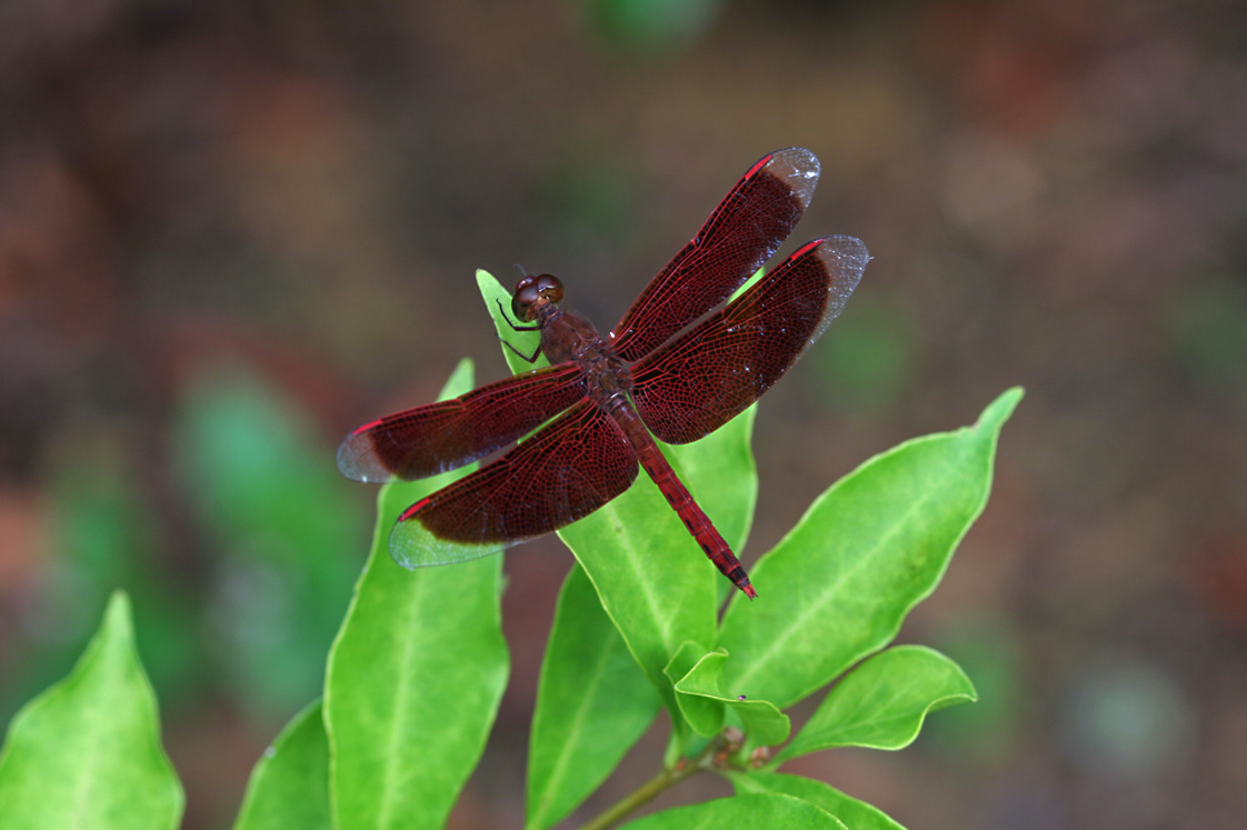 Dragonfly image