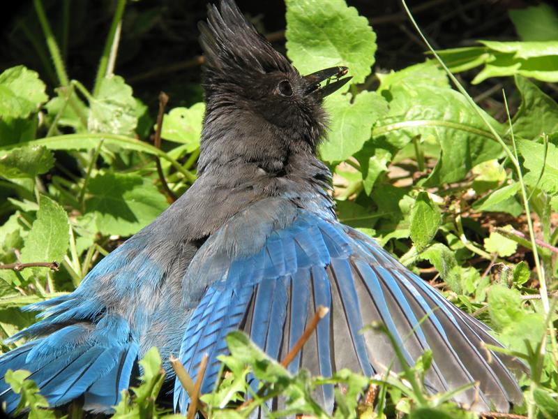 stellar jay in back yard