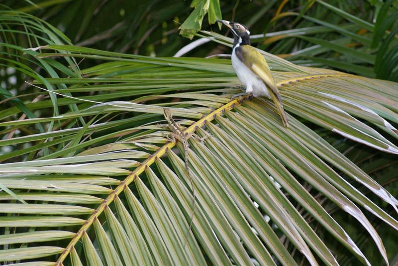 honey eater and friend