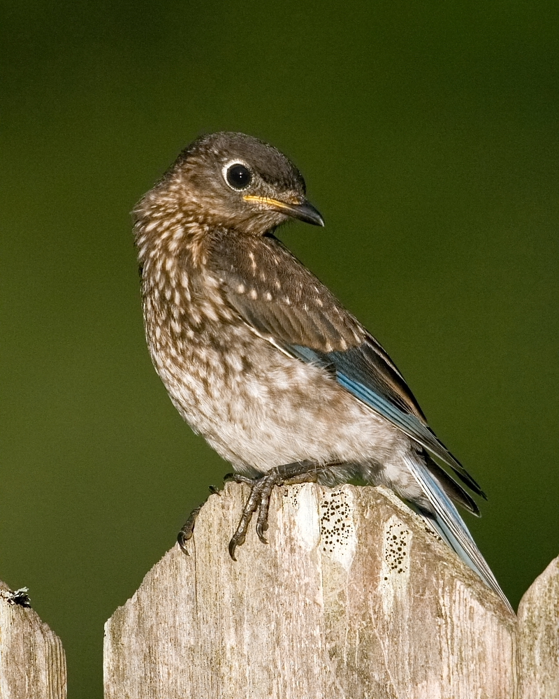 Bluebird fledgling