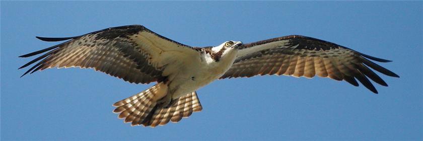 Another Osprey...