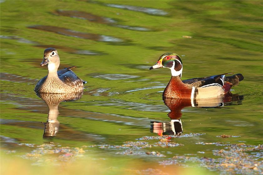 New Wood Duck pair...
