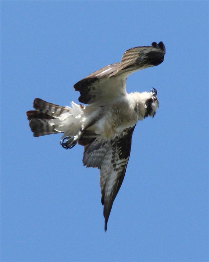 Chicken dancing Osprey