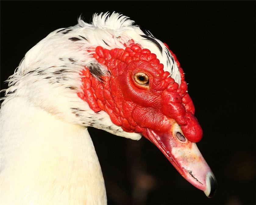 Another Pretty face...