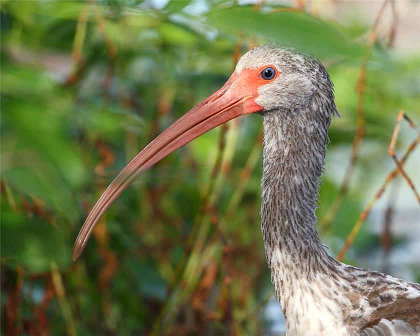 Young Ibis