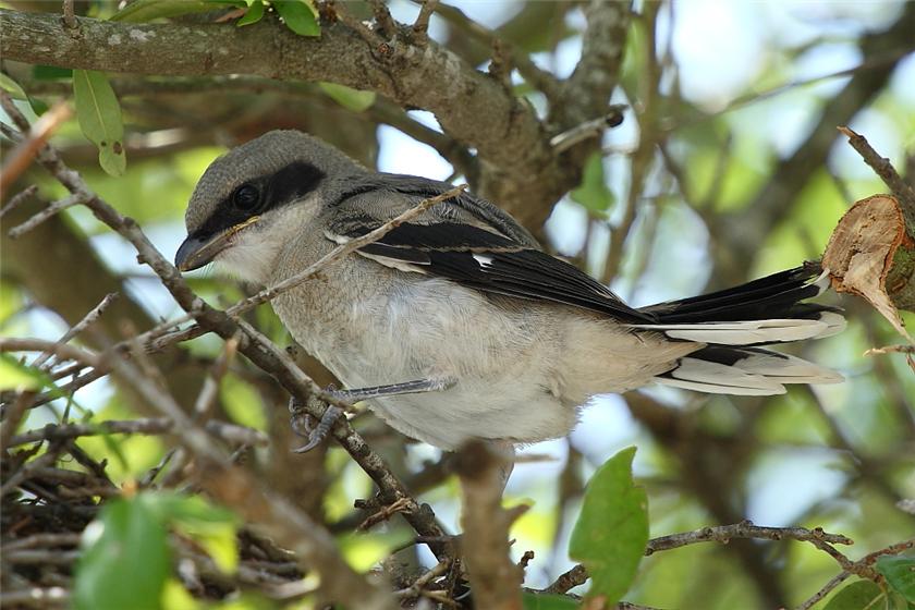 Loggerhead Shrike fledgling