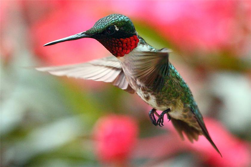 Ruby male