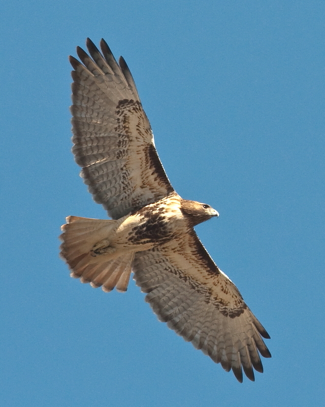 Red-Tail EDFGT