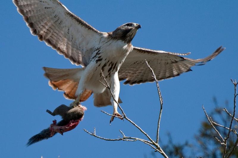Redtailed dinner
