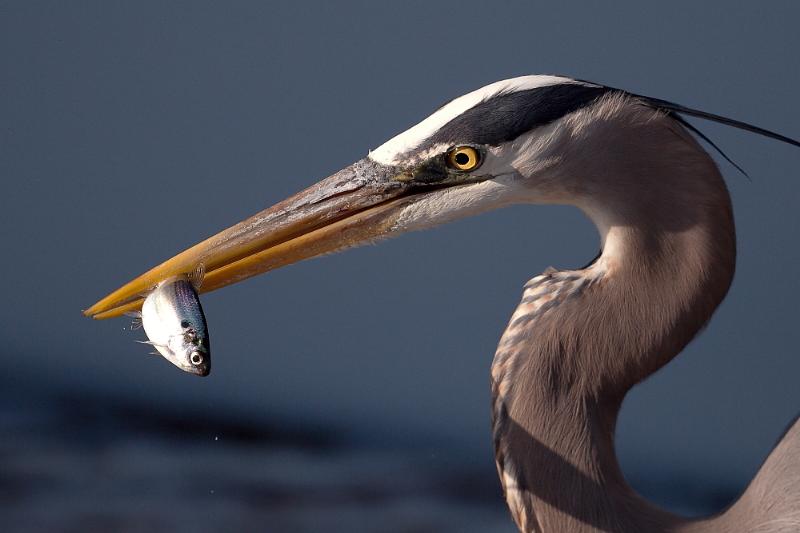 Great Blue Snack