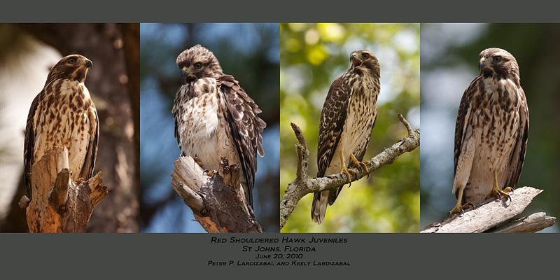 Daughter's first Hawk images