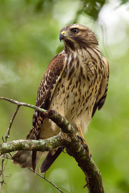 7D Hawk