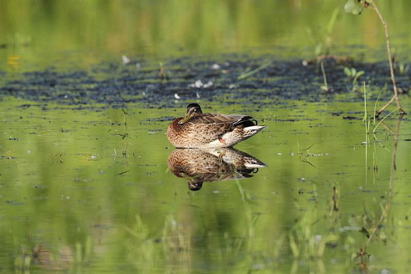 duck reflections