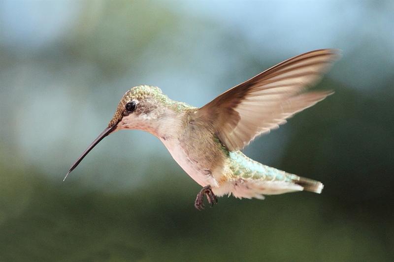 Another Young Hummingbird