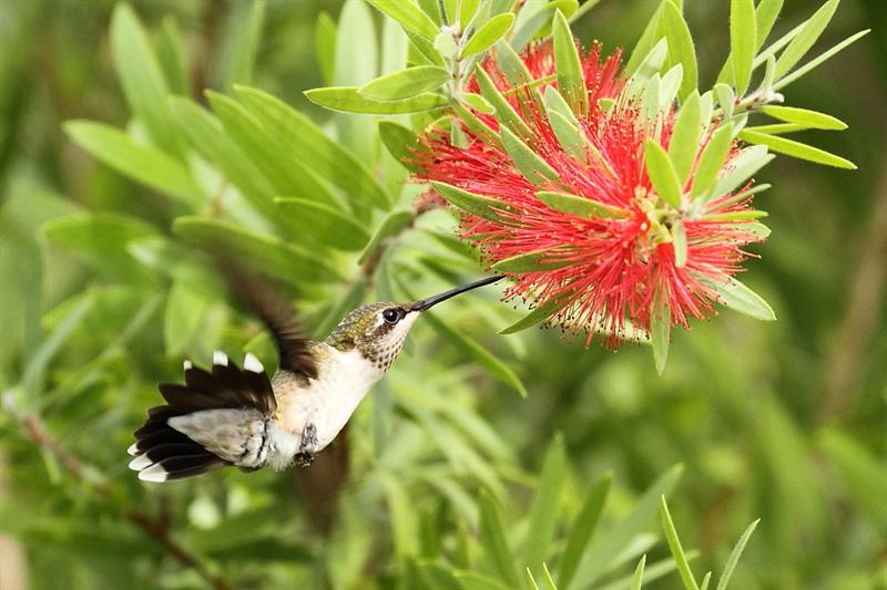 "Fan-tale-bottle-brush"