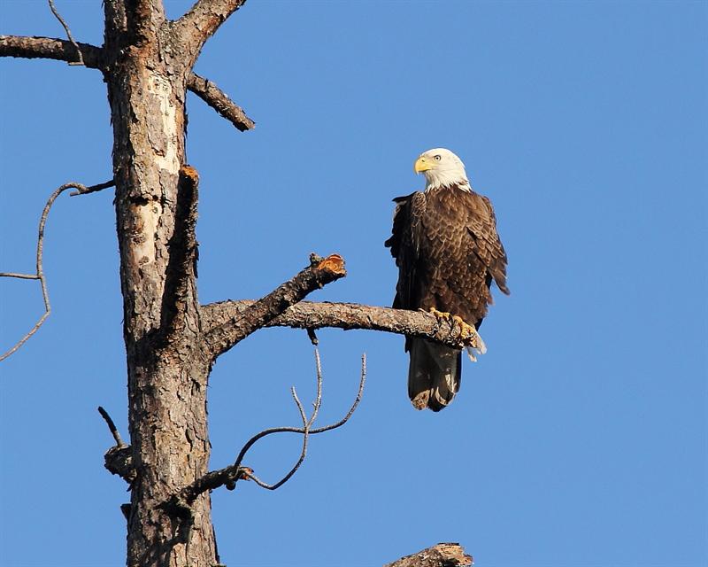 Just another Eagle...