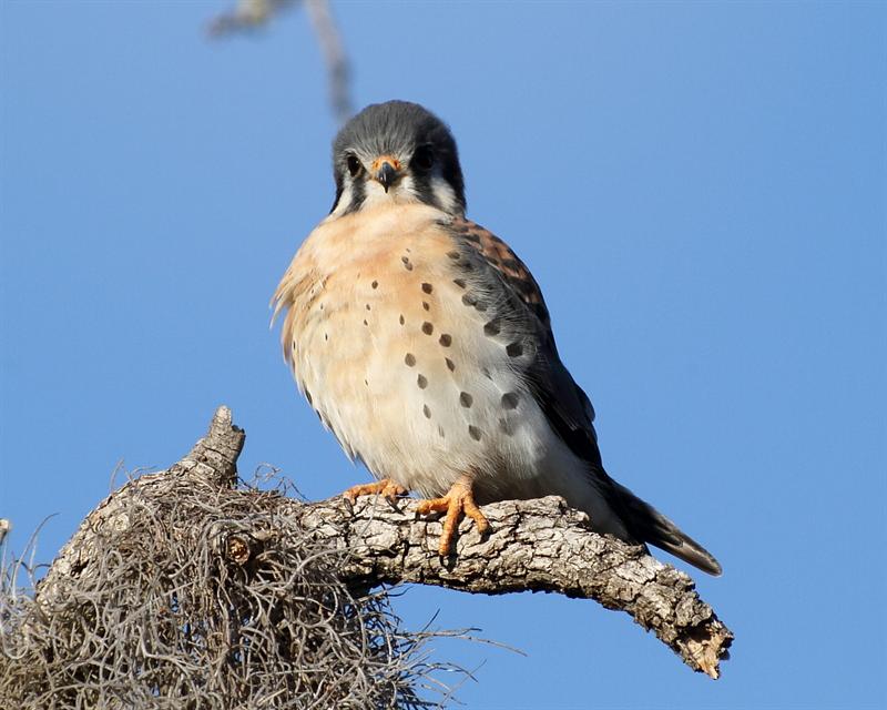 Chilled Kestrel