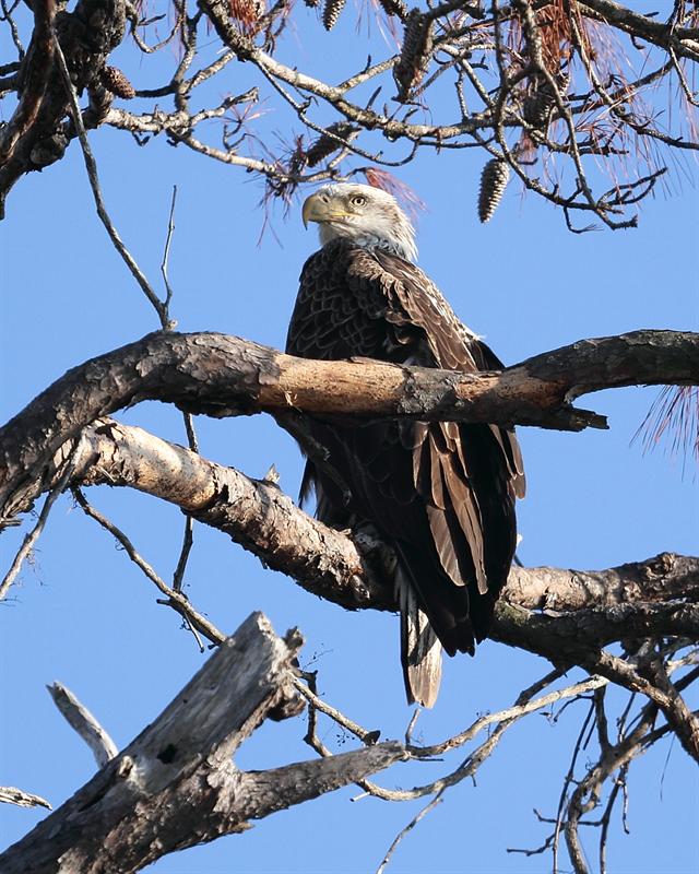 The Time of Eagles...