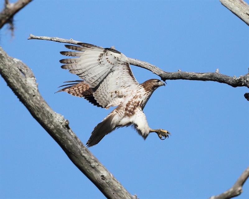 Young Redtailed Hawk