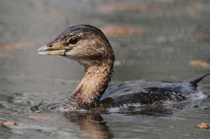 Pied billed Grebe 