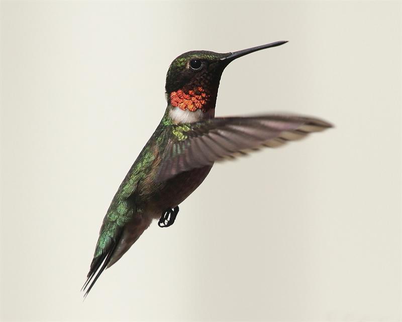 Spring bird...