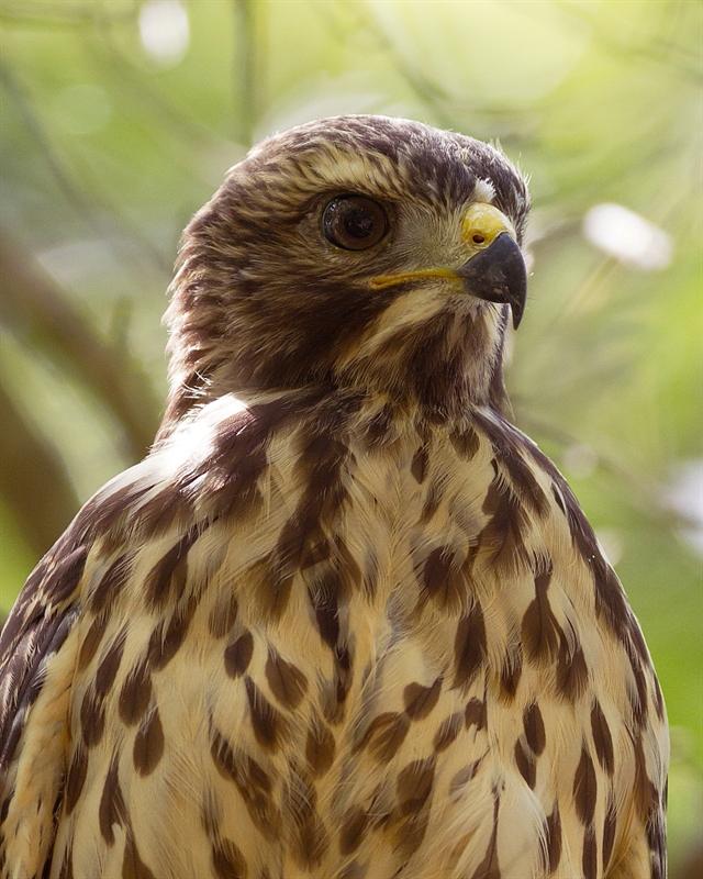 Our New Red-Shouldered Hawk!