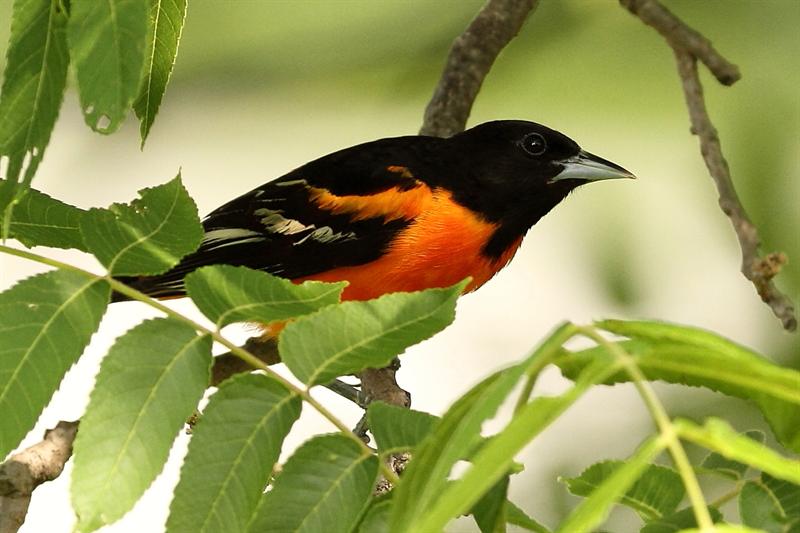 Oriel in Walnut tree