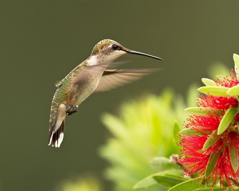 End of Summer Hummingbird...