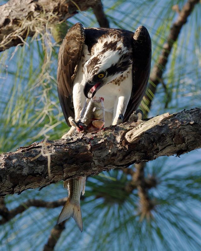 "Mullet! Breakfast of Opreys!"