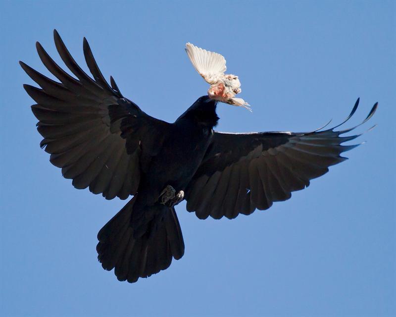 Carnivorous Corvus