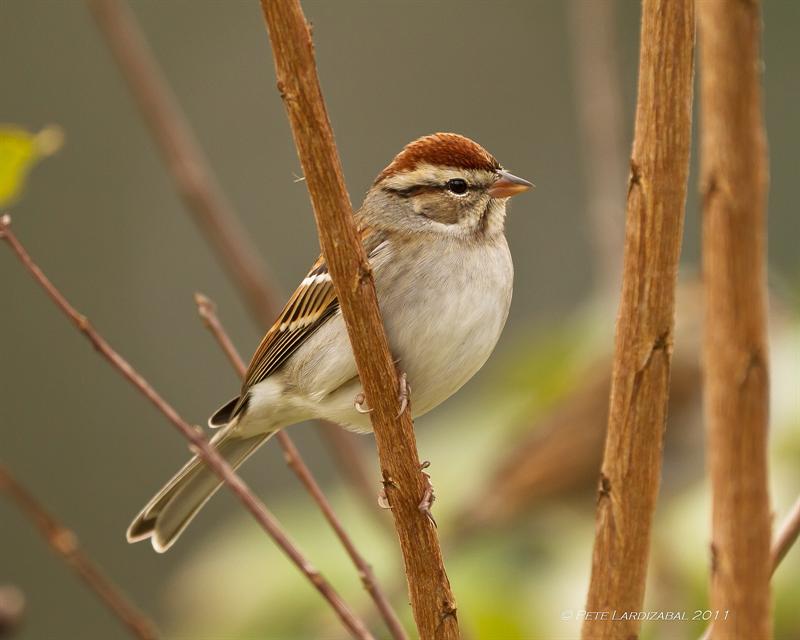 Chipping Sparrow