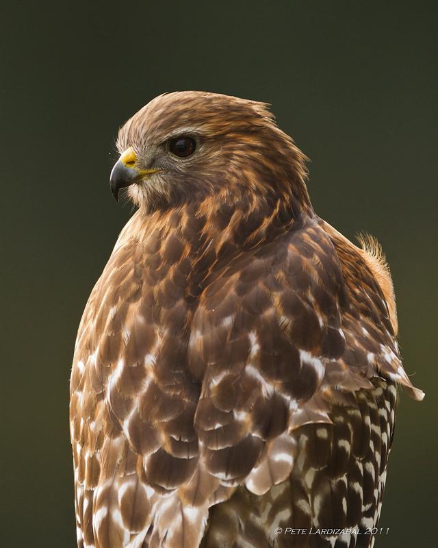 Red-Shouldered Morning...