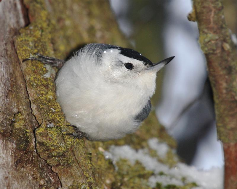 White-breasted Nuthatch