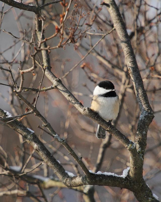 Black Capped Chickadee