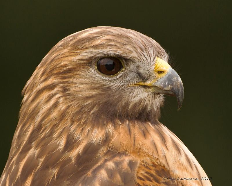 Red-Shouldered Patriarch Portrait