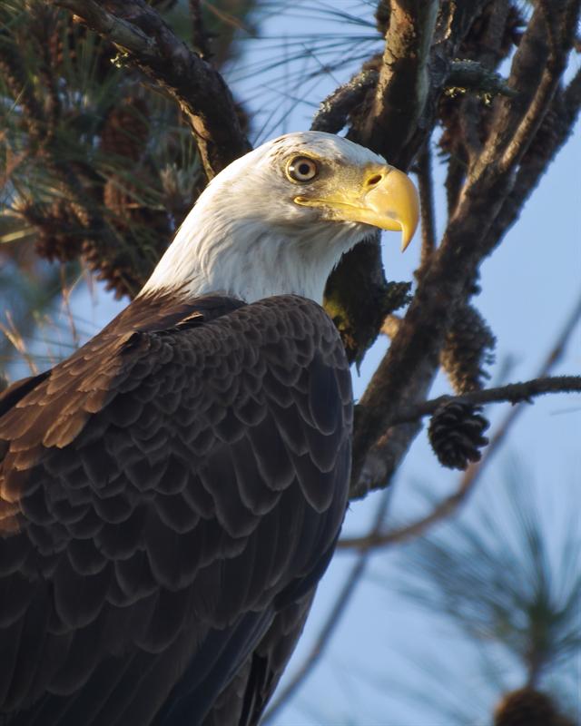 Sunset Eagle