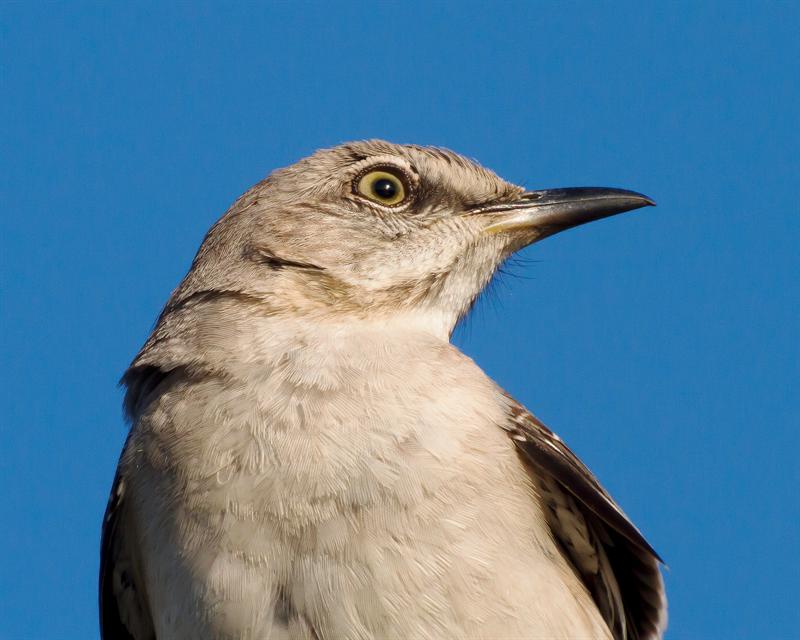 Mocking bird closeup...