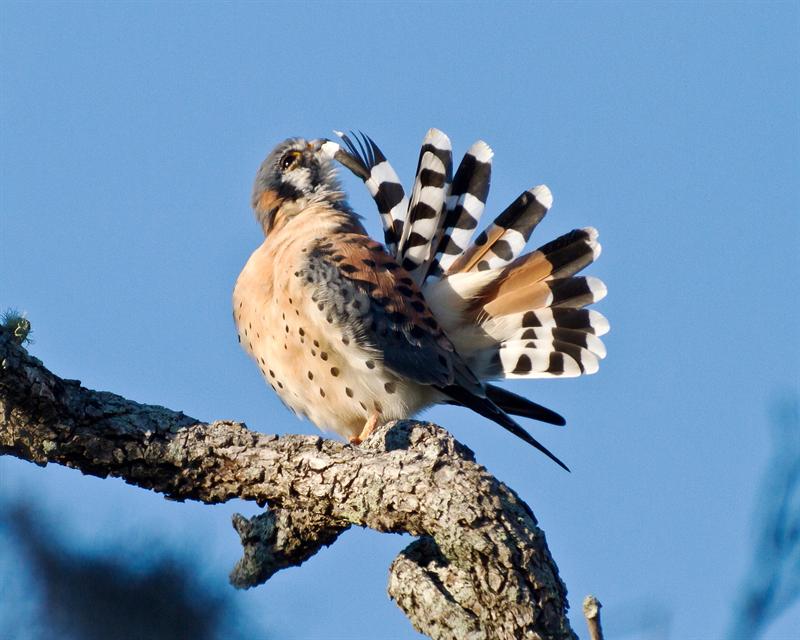 "Turkey-tailed" Kestrel