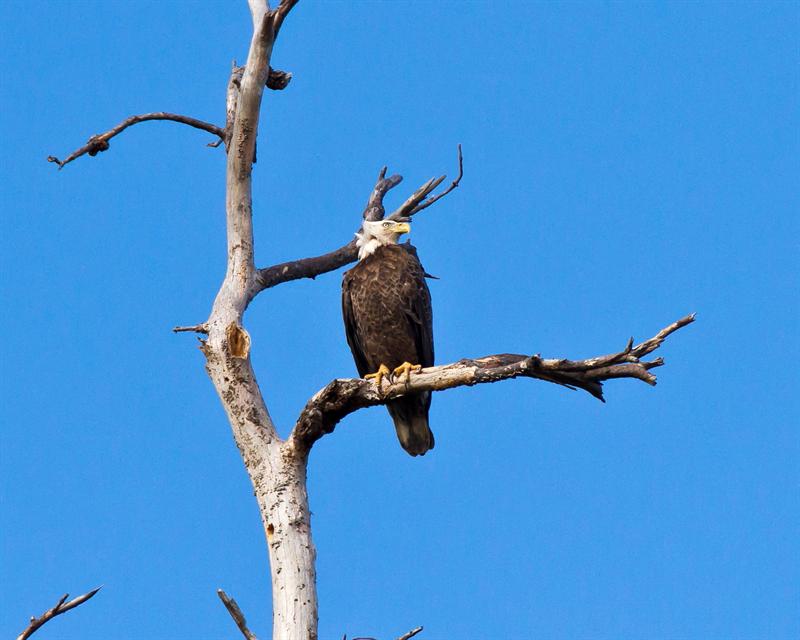 New Year's Day Eagle