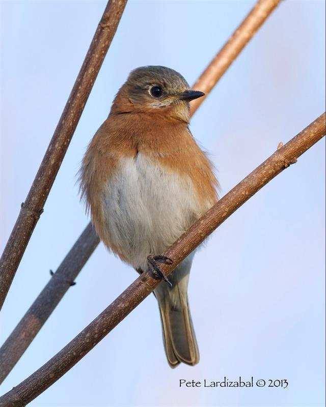 Winter Bluebird 