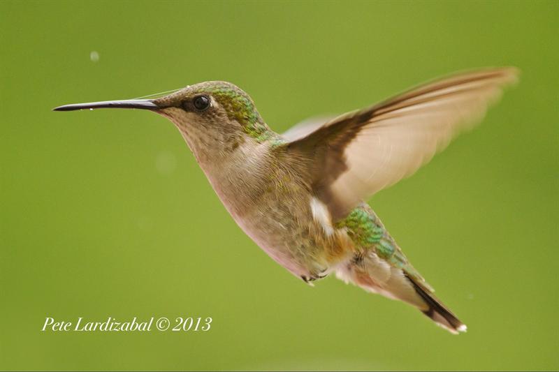 Ruby throated hummingbird female on the rain