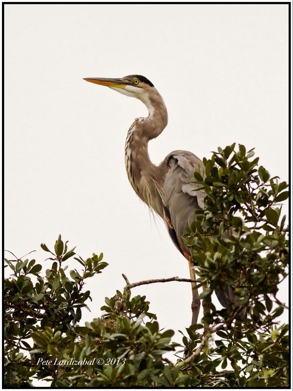 Great Blue Heron juvenile