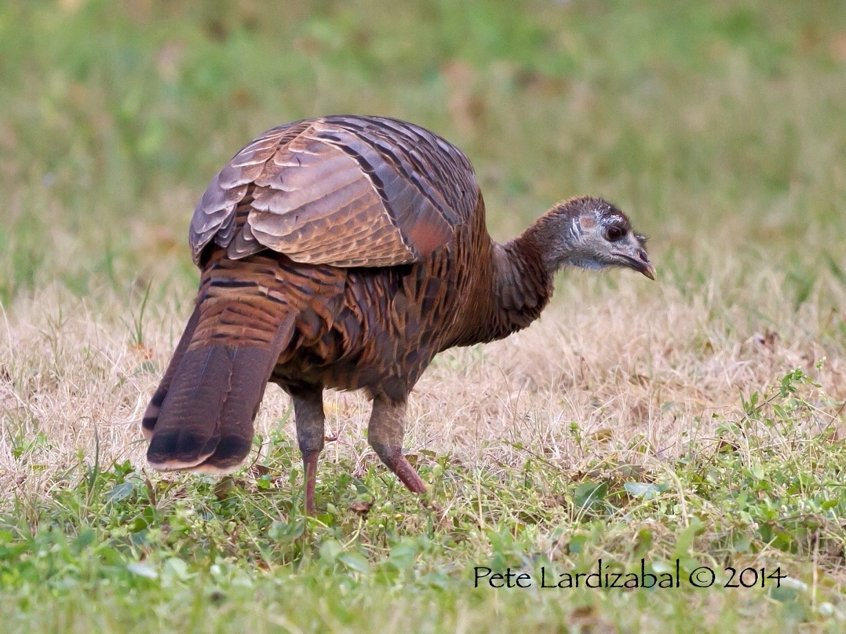 Wild Turkey "101"